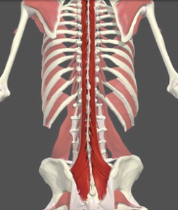 Illustration of lumbar-multifidus