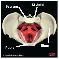 Illustration of pelvic floor