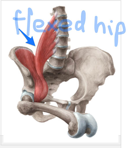 flexed-hip-kenhub-com
