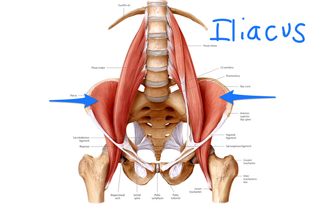 image of Illacus diagram from kenhub.com website