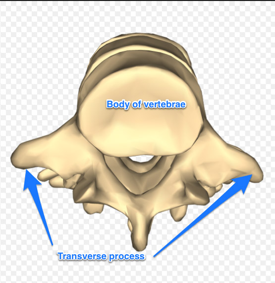 Image of an illustration of a lumbar vertebrae