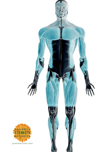 Image of an illustration of the body showing muscles and fascia
