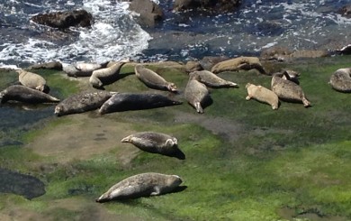 image of seals basking on rocks next to the ocean