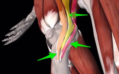 image of illustration of the 3 muscles for the medial knee