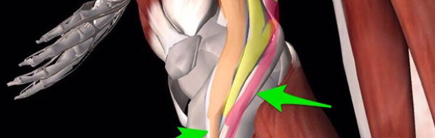 image of illustration of the 3 muscles for the medial knee