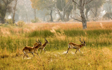 Image of Impala running courtesy of Aftab Ussaman on Flickr
