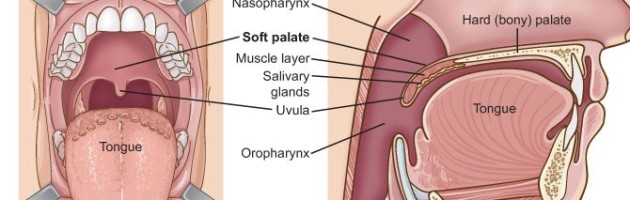 image of an illustration of the soft palate of the mouth