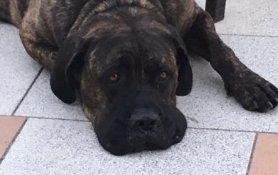 Image of a big dog looking sorry and tired