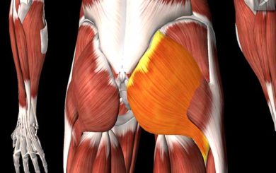 Illustration of the glute muscle on a skeleton form