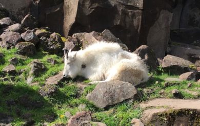 image of a white mountain goat