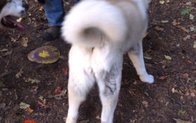 Shasta the dog from behind with her feet pointing outward